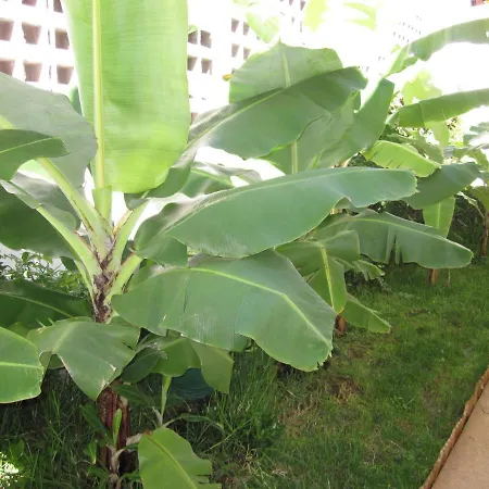 Hansen In Garajau - Cristo Rei *