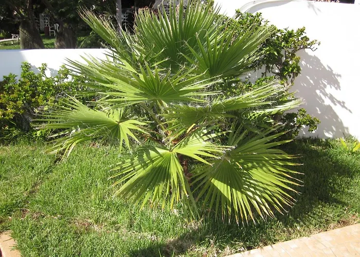 Hansen In Garajau - Cristo Rei *