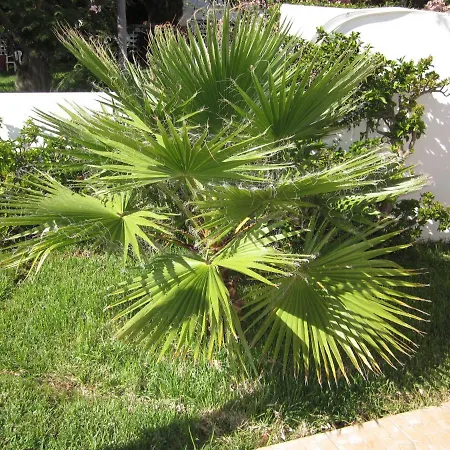 Hansen In Garajau - Cristo Rei *