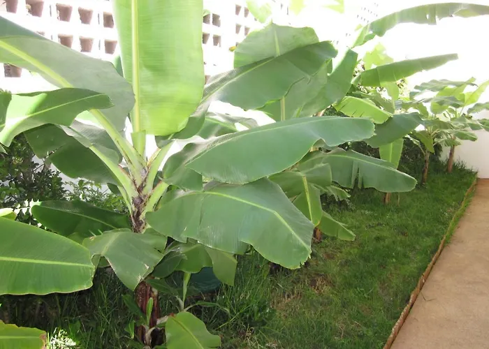 Hansen In Garajau - Cristo Rei *